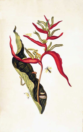 Picture of TROPICAL FLOWER, PLATE 14