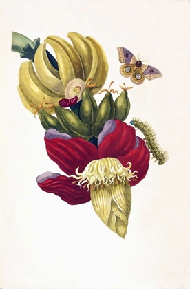 Picture of BANANA, BUTTERFLY, PLATE13