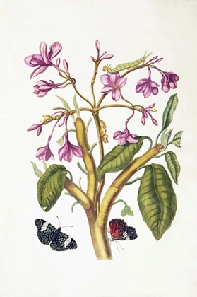 Picture of TROPICAL FLOWER, BUTTERFLIES, PLATE 8