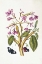 Picture of TROPICAL FLOWER, BUTTERFLIES, PLATE 8