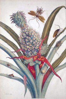 Picture of PINEAPPLE, INSECTS, PLATE 1