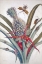 Picture of PINEAPPLE, INSECTS, PLATE 1