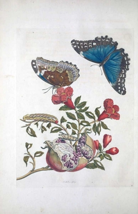 Picture of TROPICAL FRUIT,BUTTERFLIES,  PLATE 96
