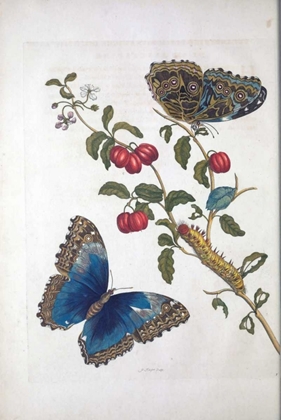 Picture of TROPICAL FRUIT,BUTTERFLIES, PLATE 2