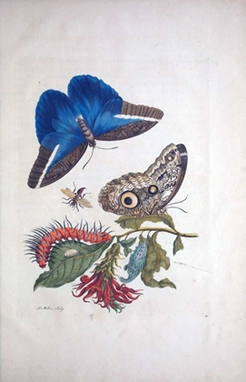 Picture of TROPICAL FRUIT, BUTTERFLIES, PLATE 3