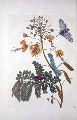 Picture of TROPICAL FLOWER,BUTTERFLY,  PLATE 45