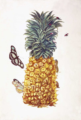 Picture of PINEAPPLE, BUTTERFLIES, PLATE 11