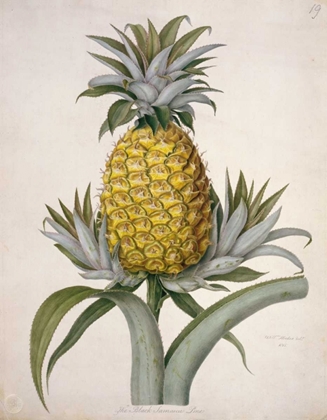 Picture of BLACK JAMAICAN PINEAPPLE
