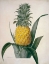 Picture of THE QUEEN PINEAPPLE