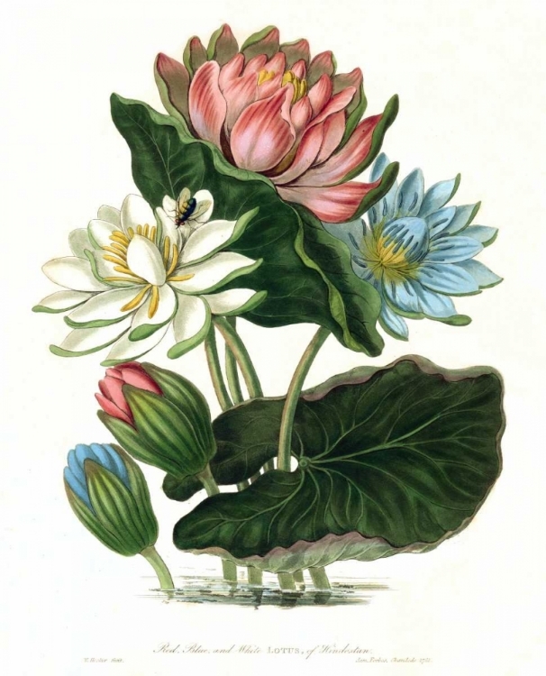 Picture of LOTUS