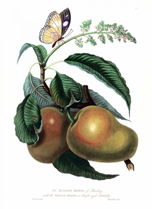 Picture of MANGO WITH BUTTERFLY