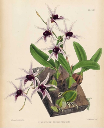 Picture of ORCHID
