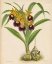 Picture of ORCHID