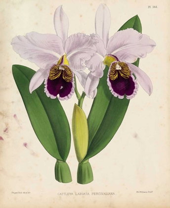 Picture of ORCHID