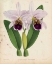 Picture of ORCHID