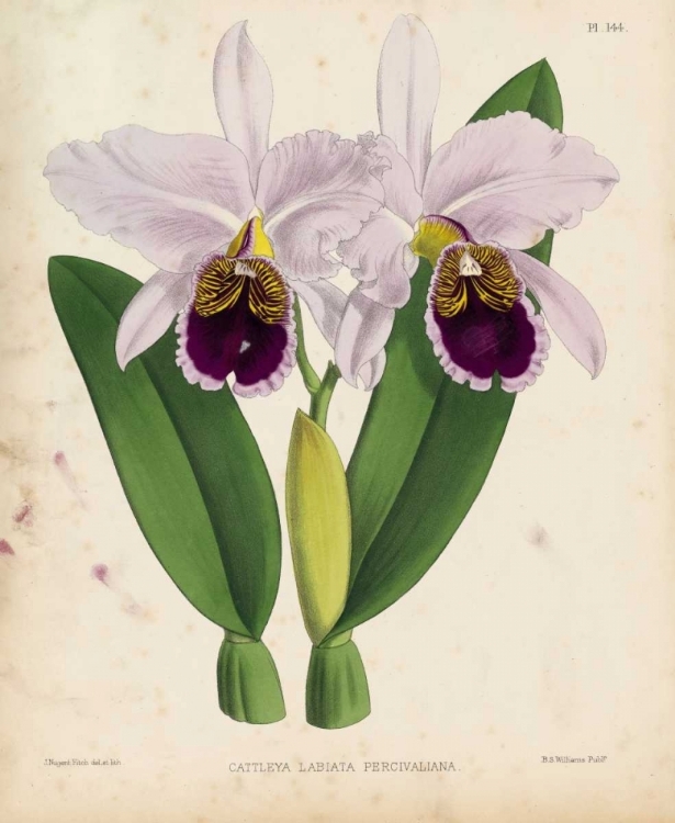 Picture of ORCHID