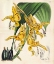Picture of ORCHID