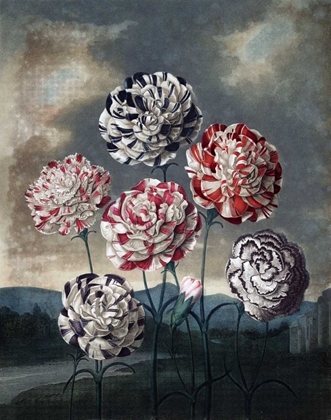 Picture of GROUP OF CARNATIONS