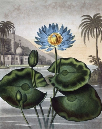 Picture of BLUE EGYPTIAN WATER LILY
