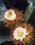 Picture of CEREUS