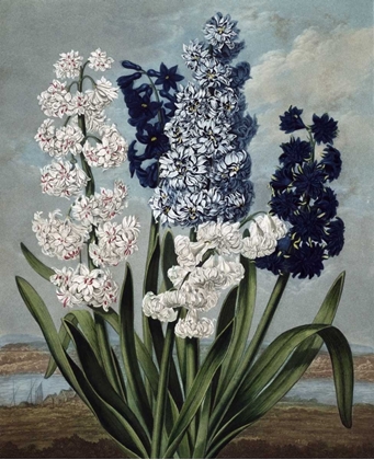 Picture of HYACINTH