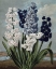 Picture of HYACINTH