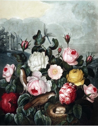 Picture of ROSES