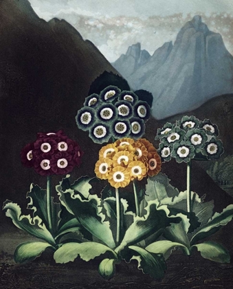 Picture of AURICULAS