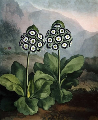 Picture of AURICULAS