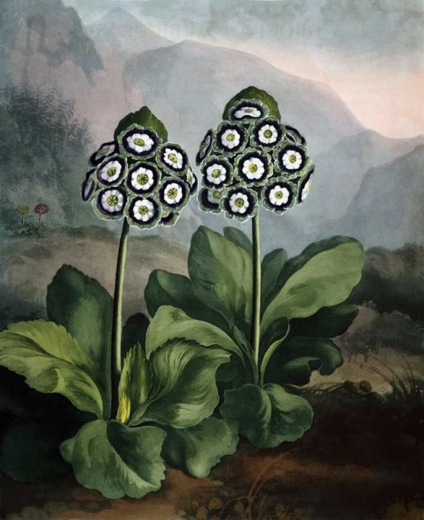 Picture of AURICULAS