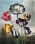 Picture of TULIPS