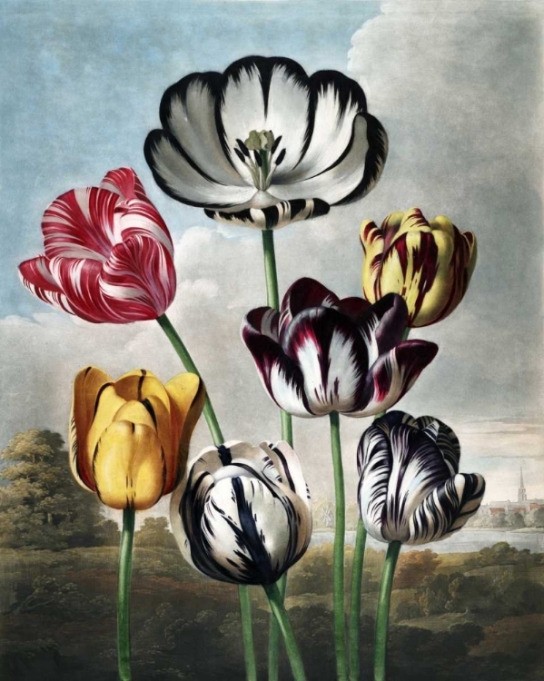 Picture of TULIPS