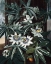 Picture of BLUE PASSION FLOWER