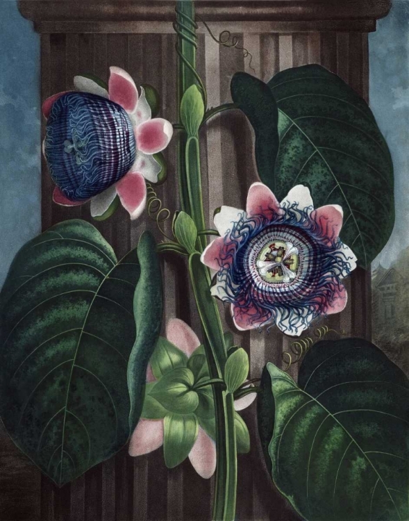 Picture of QUADRANGULAR PASSION FLOWER