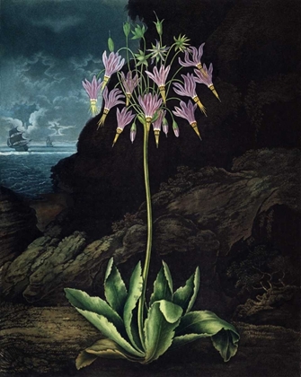 Picture of AMERICAN COWSLIP