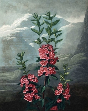 Picture of NARROW LEAVED  KALMIA