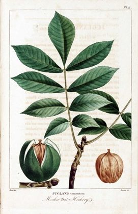 Picture of HICKORY NUT