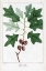 Picture of BEARS OAK