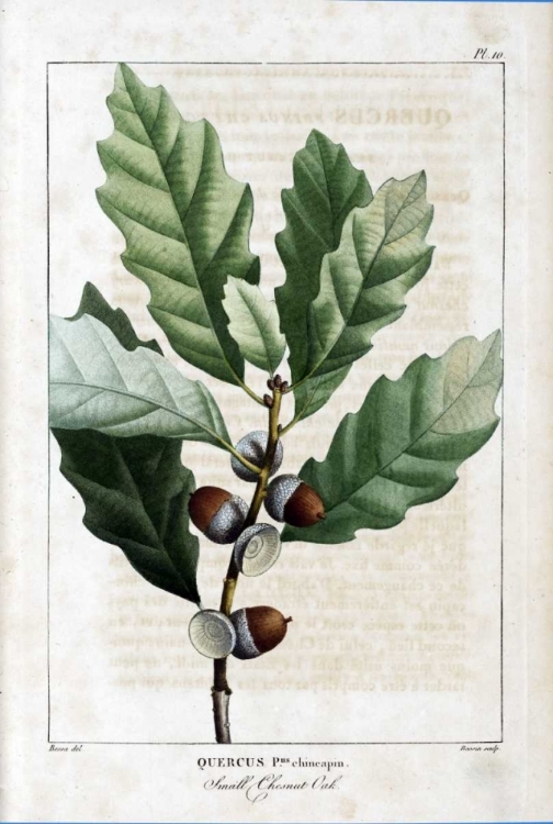Picture of SMALL CHESTNUT OAK