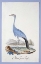 Picture of BLUE BIRD