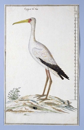 Picture of STORK