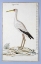Picture of STORK