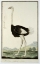 Picture of OSTRICH