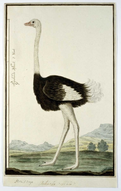 Picture of OSTRICH