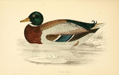 Picture of WILD DUCK