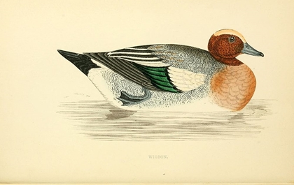 Picture of WIGEON