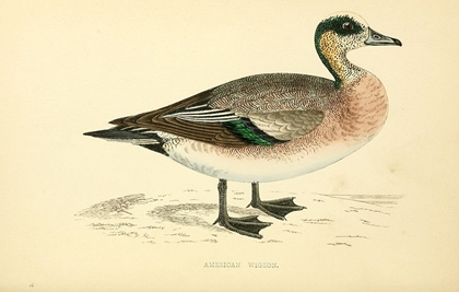 Picture of AMERICAN WIGEON