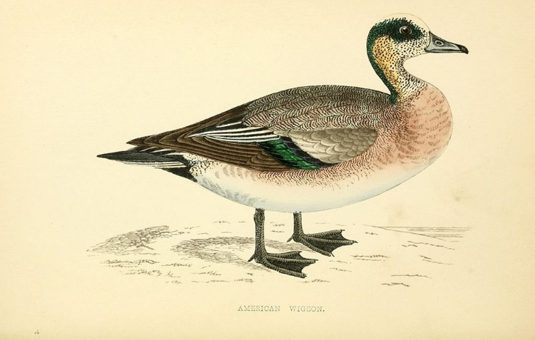 Picture of AMERICAN WIGEON