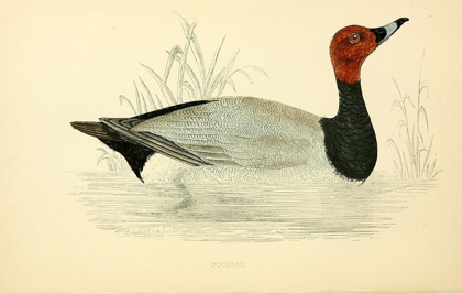 Picture of POCHARD