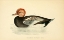 Picture of RED CRESTED WHISTLING DUCK